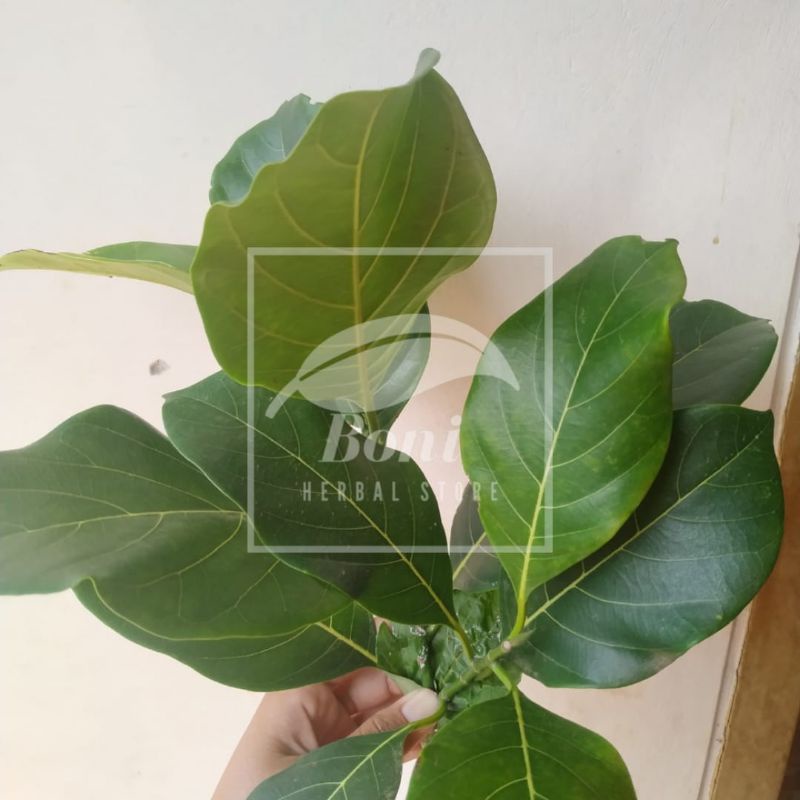 

Daun Nangka Segar Kemasan 250gram