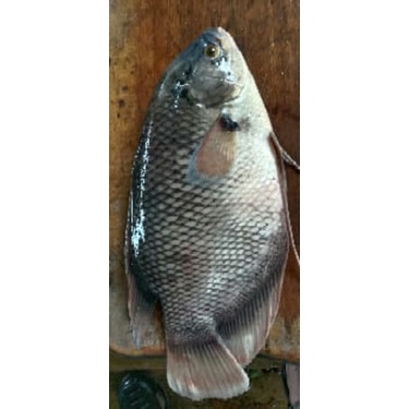 

ikan Gurame Fresh. rasa terjamin tidak berbau lumpur