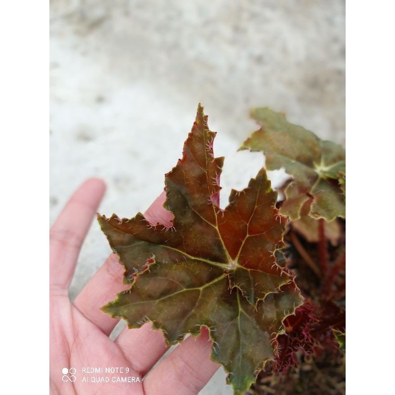 Tanaman Hias Begonia Bintang