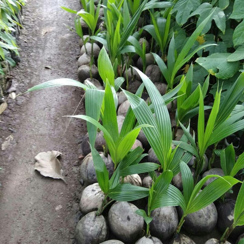 Bibit Tanaman Buah Kelapa Hibrida-4