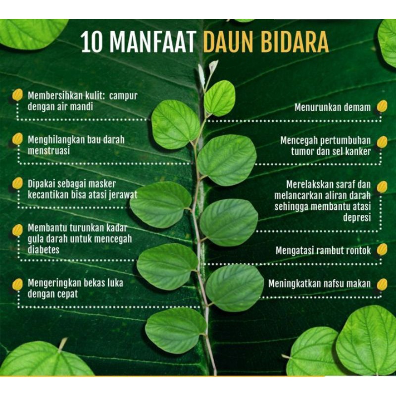 

Teh daun bidara untuk kesehatan dan therapy ruqyah