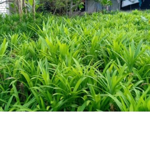 

pandan fress per ikat -+25 lembar