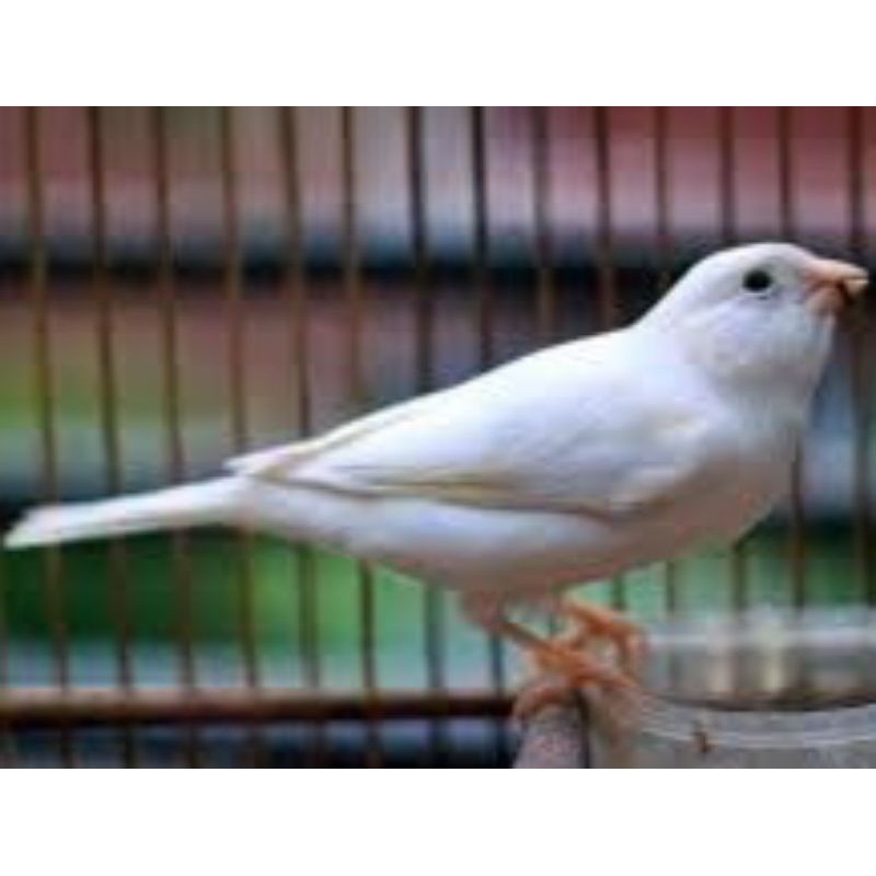 Burung kenari bahan jantan warna rendem
