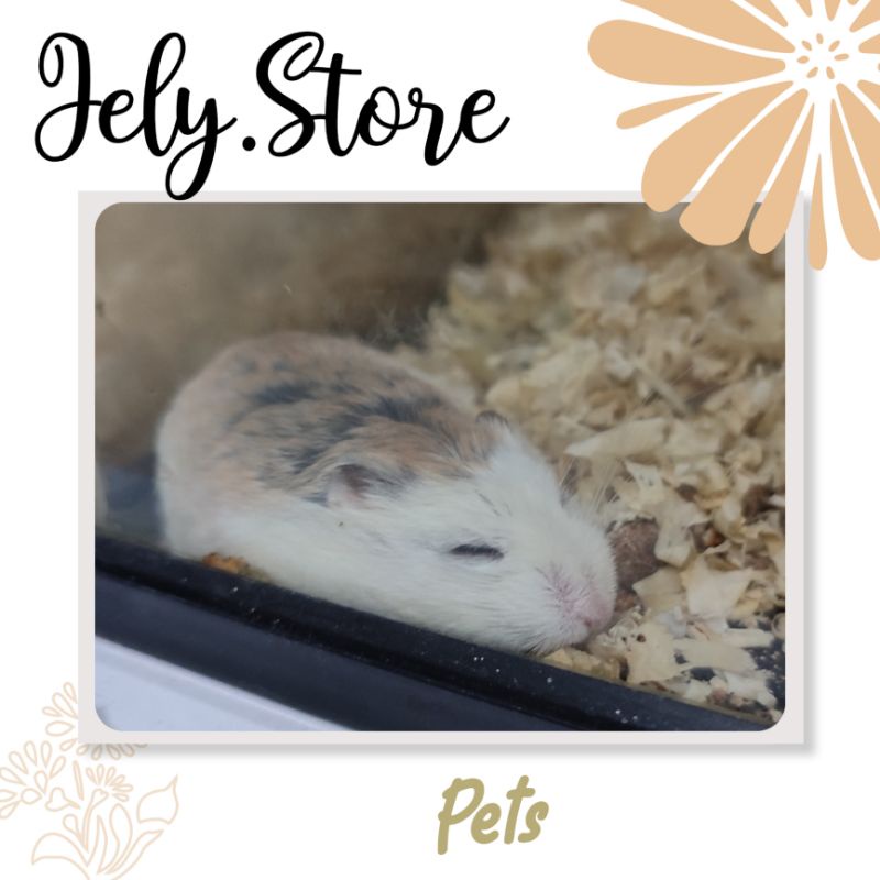 Hamster roborovski robo white face brown mainan anak Surabaya