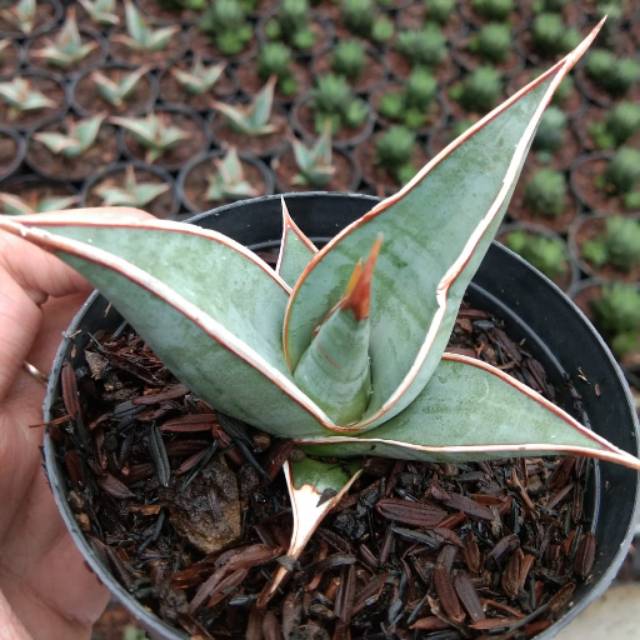 Sansevieria pinguicula