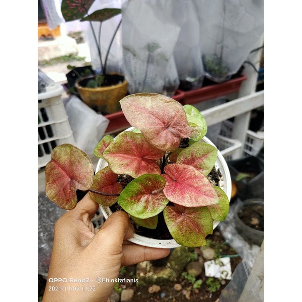 caladium hybrid no id