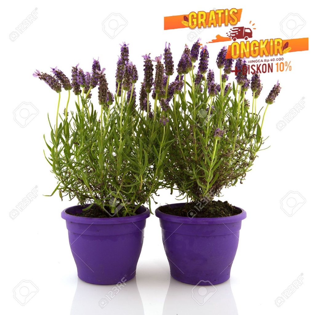 ( BUNGA HIDUP ) Tanaman Hias Lavender - Pengusir Nyamuk TANAMAN HIAS HIDUP/BUNGA HIASAN RUMAH MURAH 
