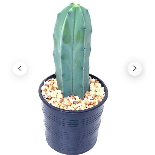 Kaktus koboi / kaktus belimbing