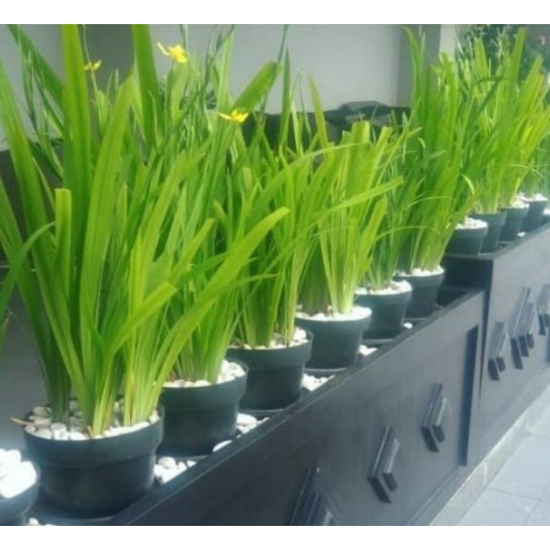 Tanaman hias airish bunga kuning/pohon pagar hidup