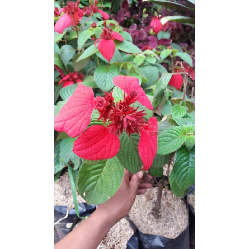 Nusaindah bunga merah