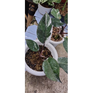 philodendron white wizard