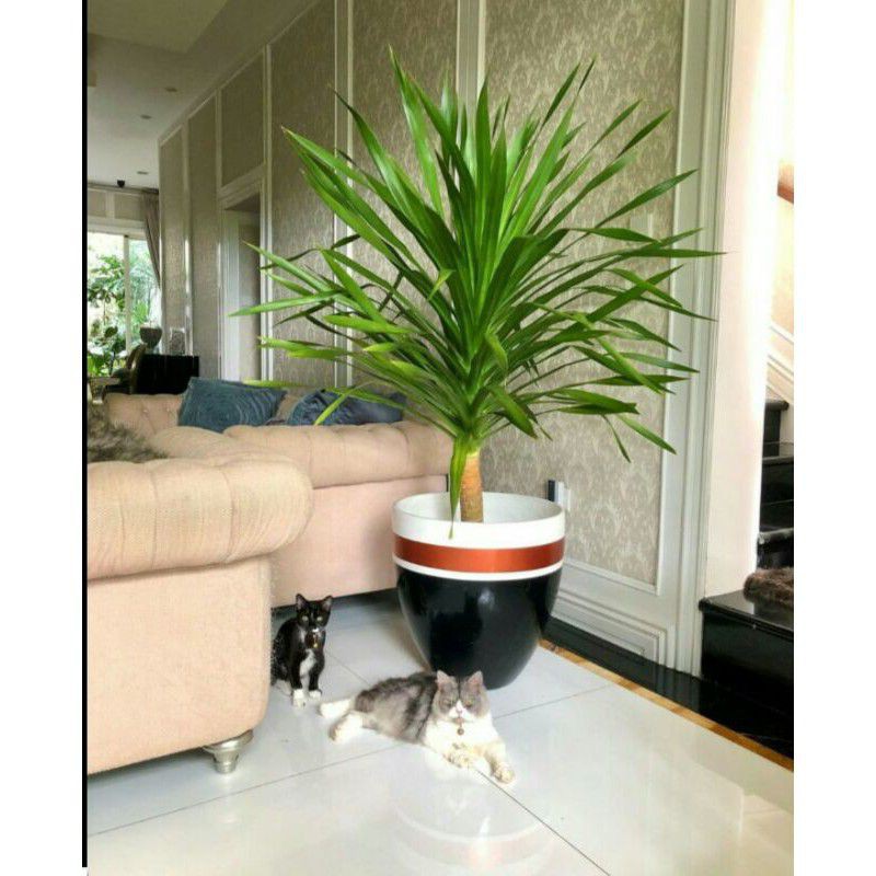 Tanaman hias Pandan Bali - tanaman hias pandan bali - pohon pandan bali