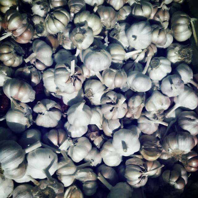 

Bawang putih honan