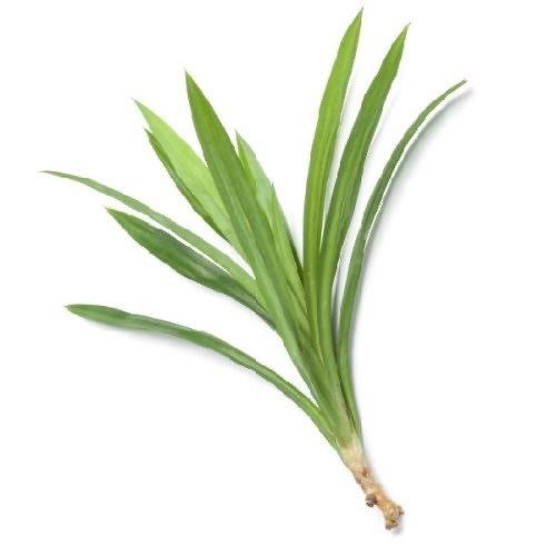 

Daun pandan