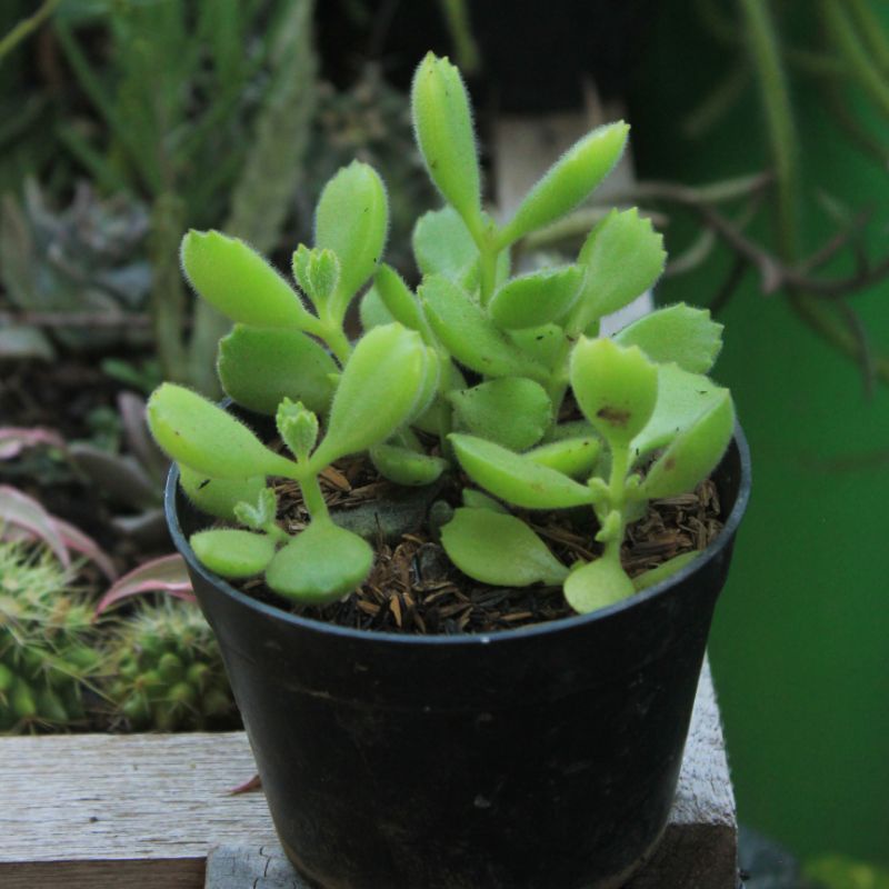 Sukulen bearpaw lucu imut Bear Paw/ Cotyledon tomentosa rimbun