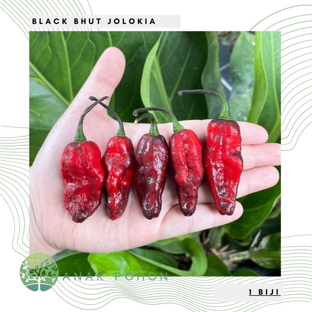 Benih Bibit Biji - Cabai Black Bhut Jolokia Pepper Seeds