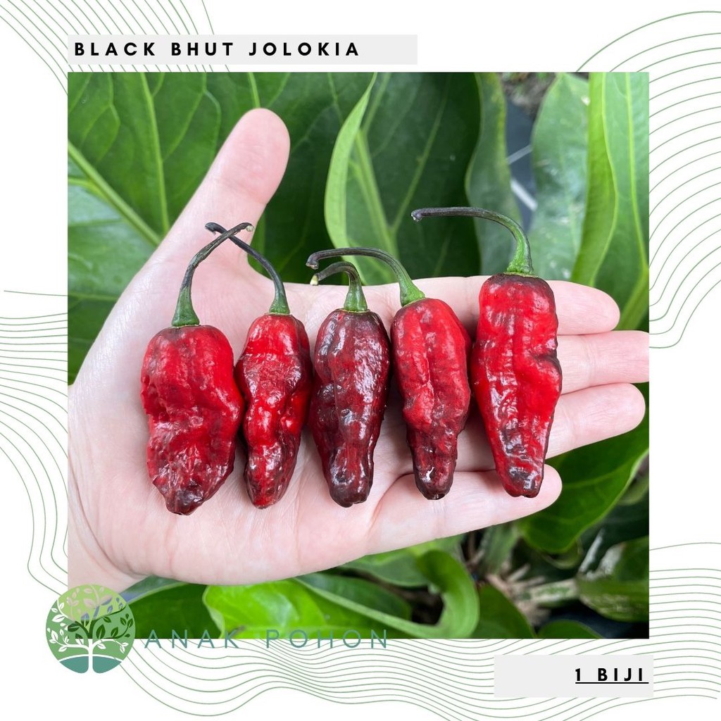 Jual Benih Bibit Biji Cabai Black Bhut Jolokia Pepper Seeds Shopee