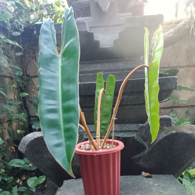 Philodendron Billietiae Kabel Busi Batang orange