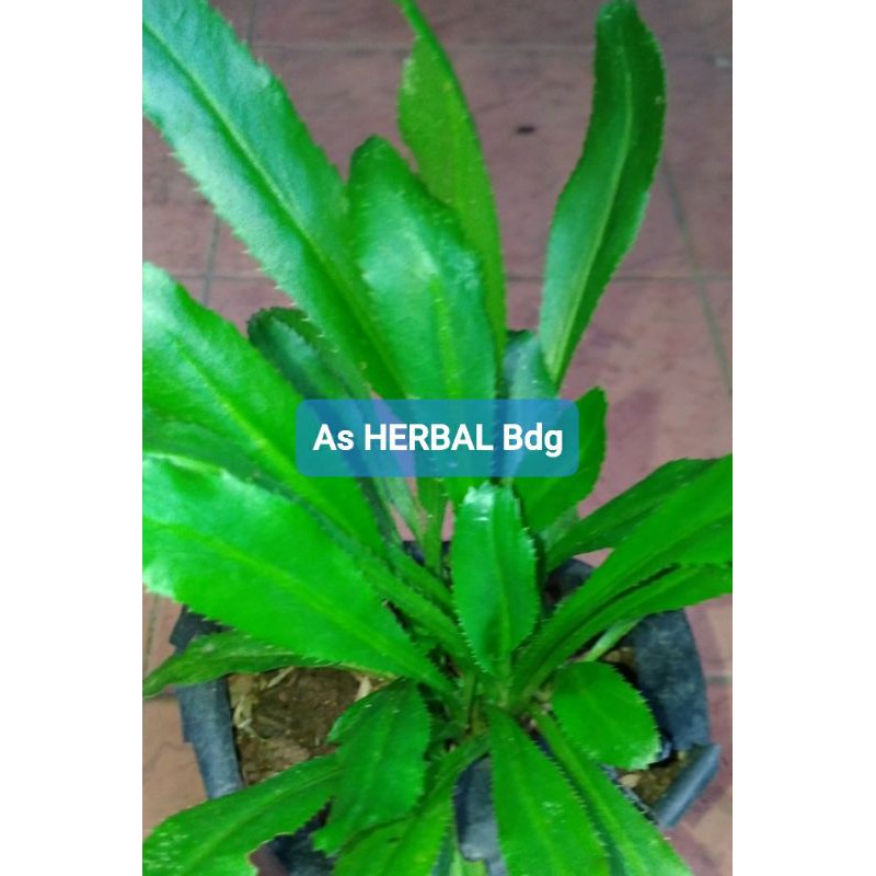 

Promo Daun Walang Sangit Segar Per 1 Kg-az