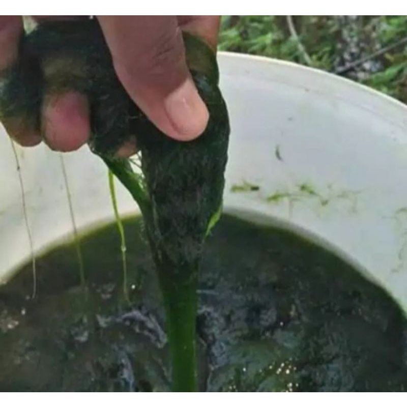 Lumut hidup umpan pancing alge-alge hidup lumut halus super