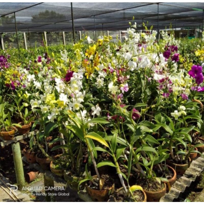 Paket 4 Anggrek Dendrobium Berbunga