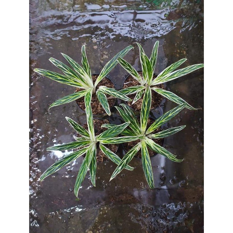 bunga aglonema bambu
