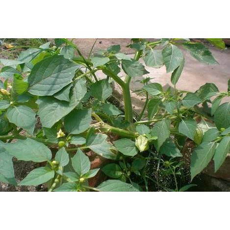 tanaman ciplukan |tanaman herbal ciplukan