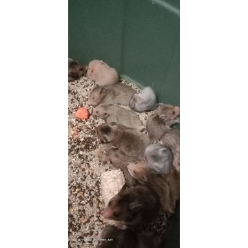 Syrian variant satin, cht sebelum order khusus pulau bali, wajib pakai box 8lt