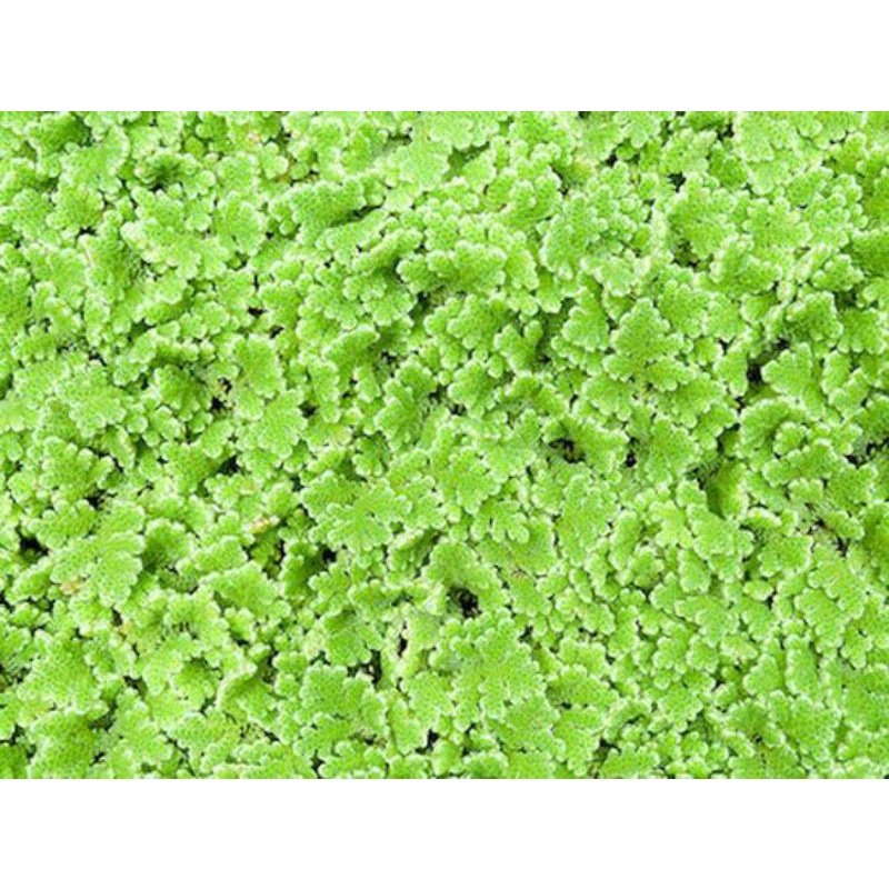 Bibit Azolla Microphylla 100gr