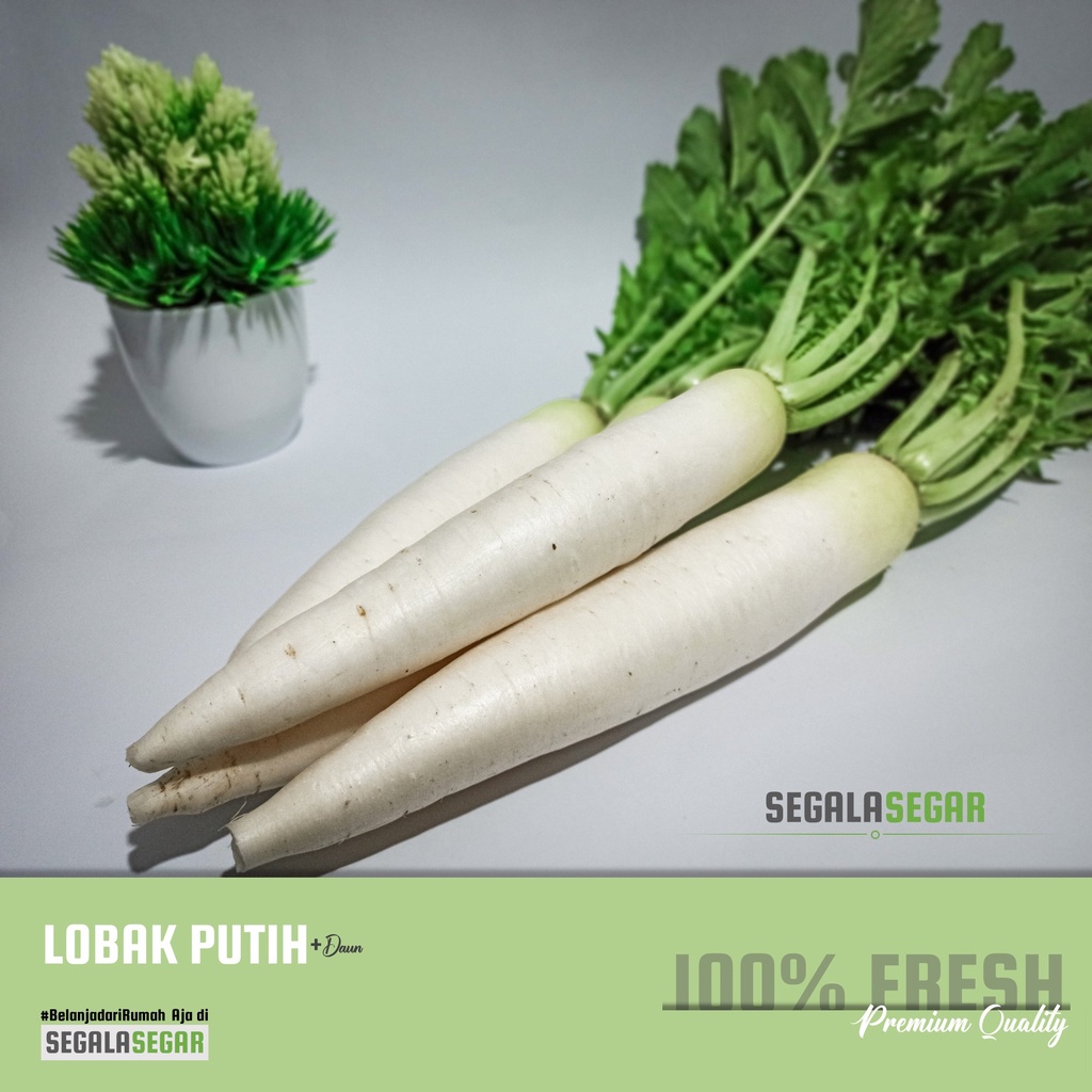 

Lobak putih segar berkualitas White Daikon dengan daun - Radish segar premium 1 Kg - SEGALA SEGAR