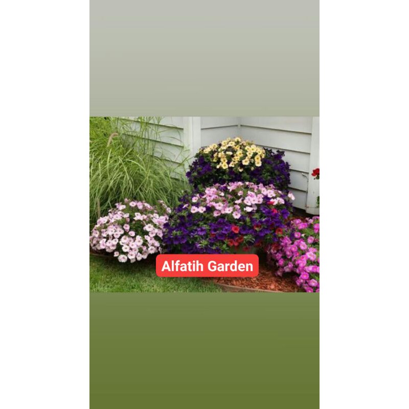 PROMO //Tanaman hias gantung bunga petunia-Tanaman hias-Bunga petunia-petunia-PROMO TERMURAH PETUNIA