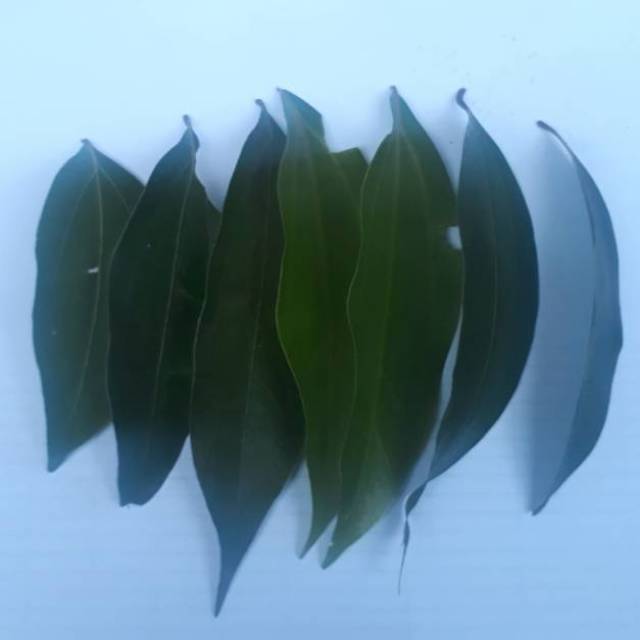 

Daun kayu manis segar 100 lembar