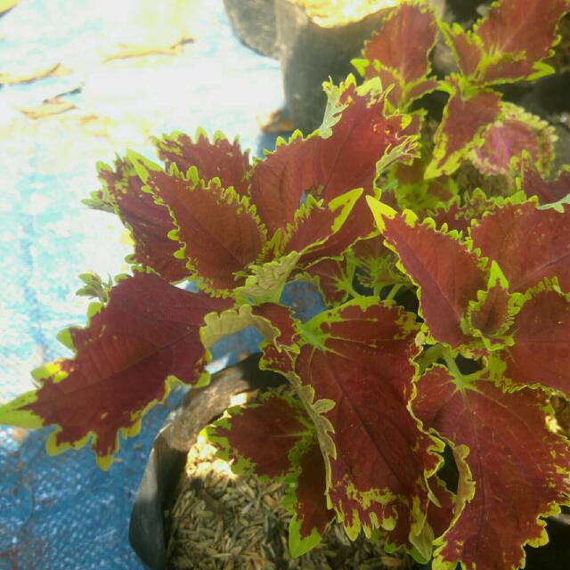 Tanaman Hias Miana Batik | Tanaman Hias Miana