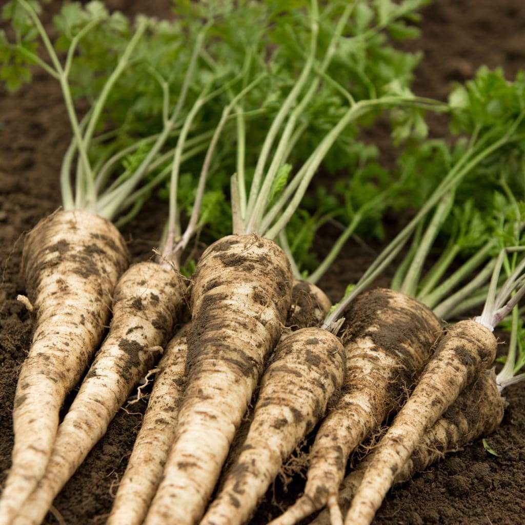 Benih Bibit Biji - Parsley Root Hamburg Kinga Sweet Herb Seeds - IMPORT