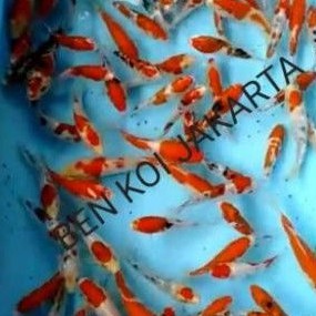 ikan koi Doitsu kohaku sanke