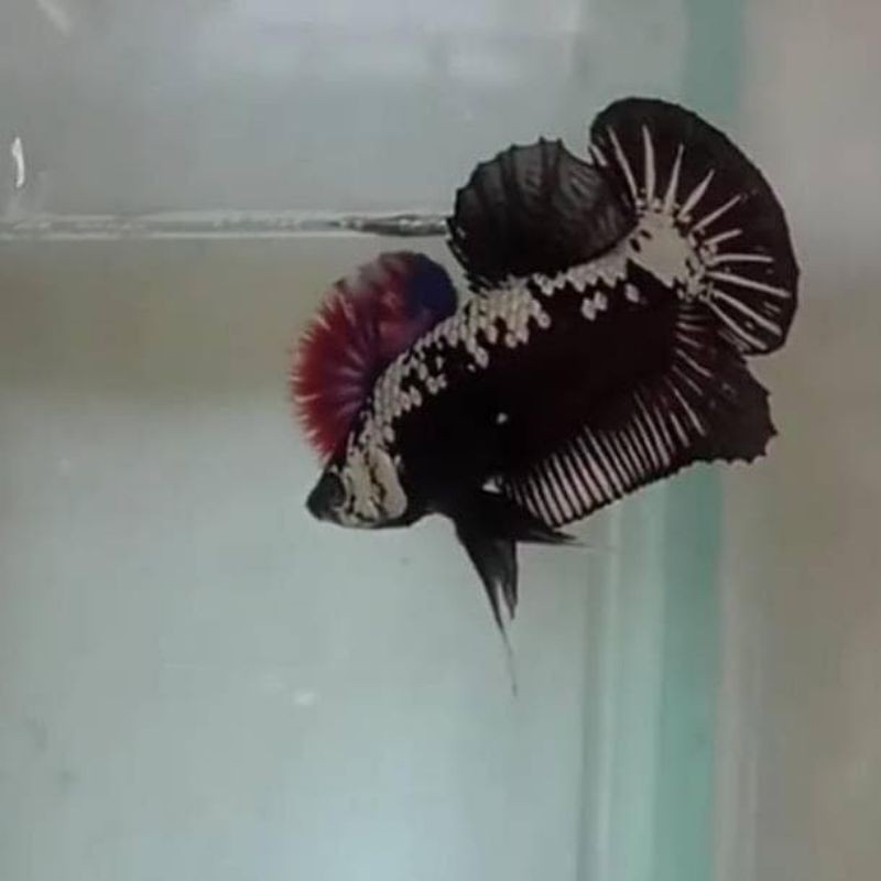 Ikan cupang black mamba/samurai