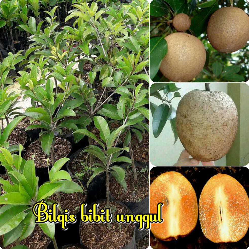 Bibit Buah Bibit Buah Sawo Jumbo Vietnam Asli Cangkok *_@