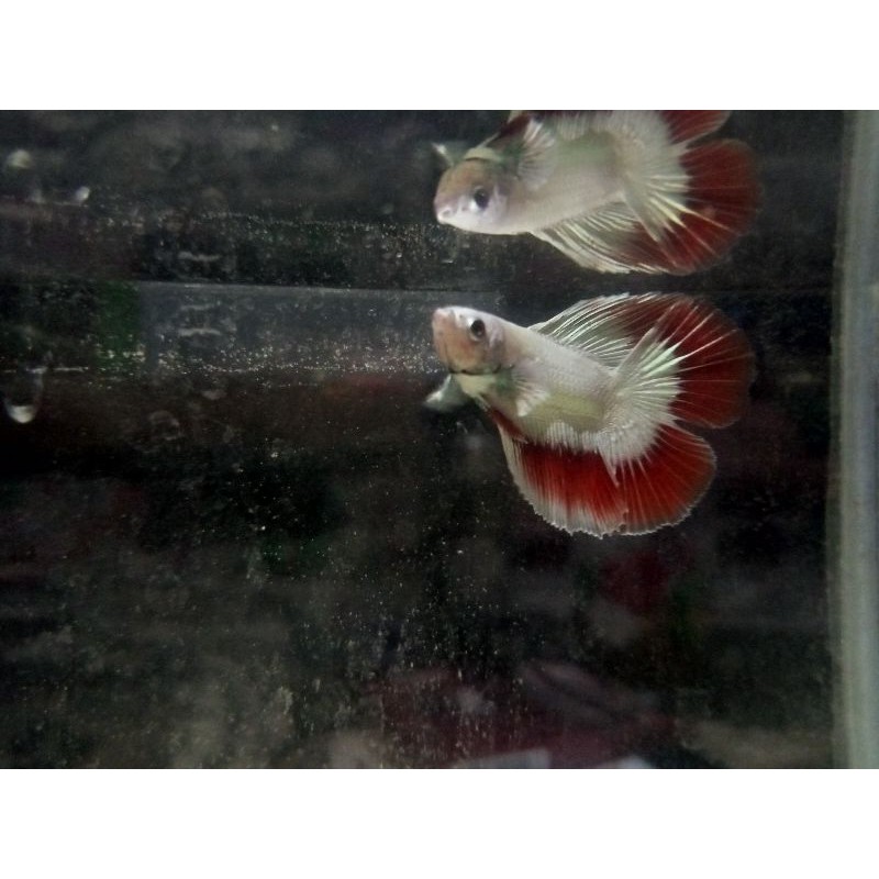 CUPANG RED DRAGON HMDT