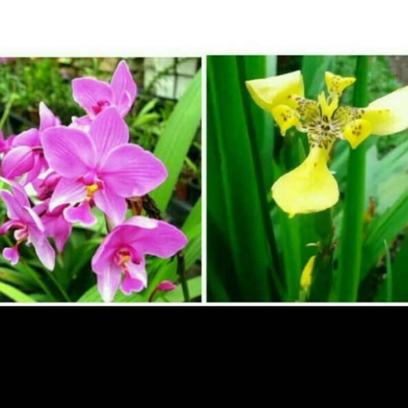 paket-2-anggrek-tanah tanaman hias bibit bunga anggrek tanah tanaman anggrek tanah bibit tanaman hia