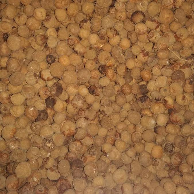 SUPER 100 BIJI BUTIR POHON JATI SOLOMON UNGGUL TERLARIS