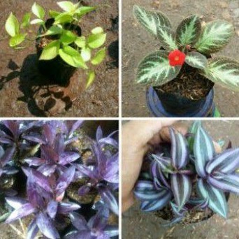 paket hemat 4 tanaman gantung - tanaman hias gantung