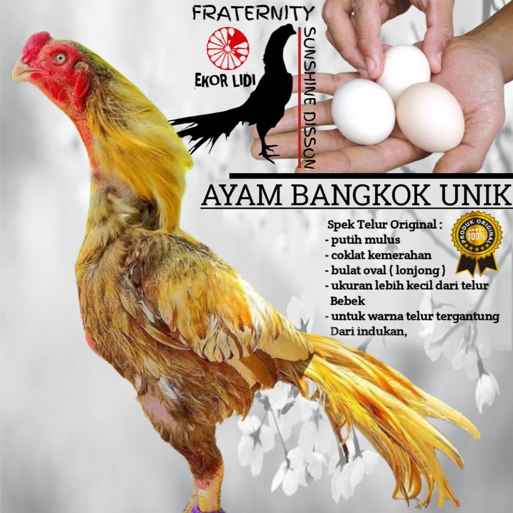 telur Ayam Bangkok Unik Ekor Lidi super gold kuning wulung