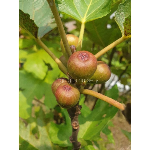 bibit cangkok pohon buah tin hitam Negrone