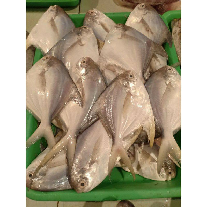 

Ikan Bawal Putih Size Mini