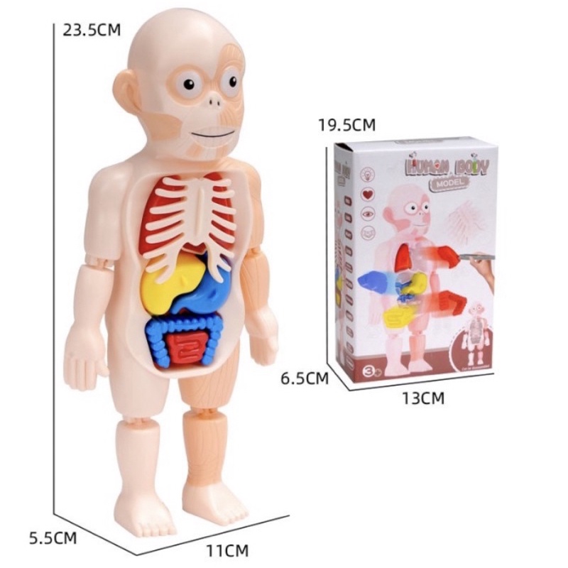 Mainan Anak Edukasi Human Body Model Organ Tubuh - Human Body Anatomy