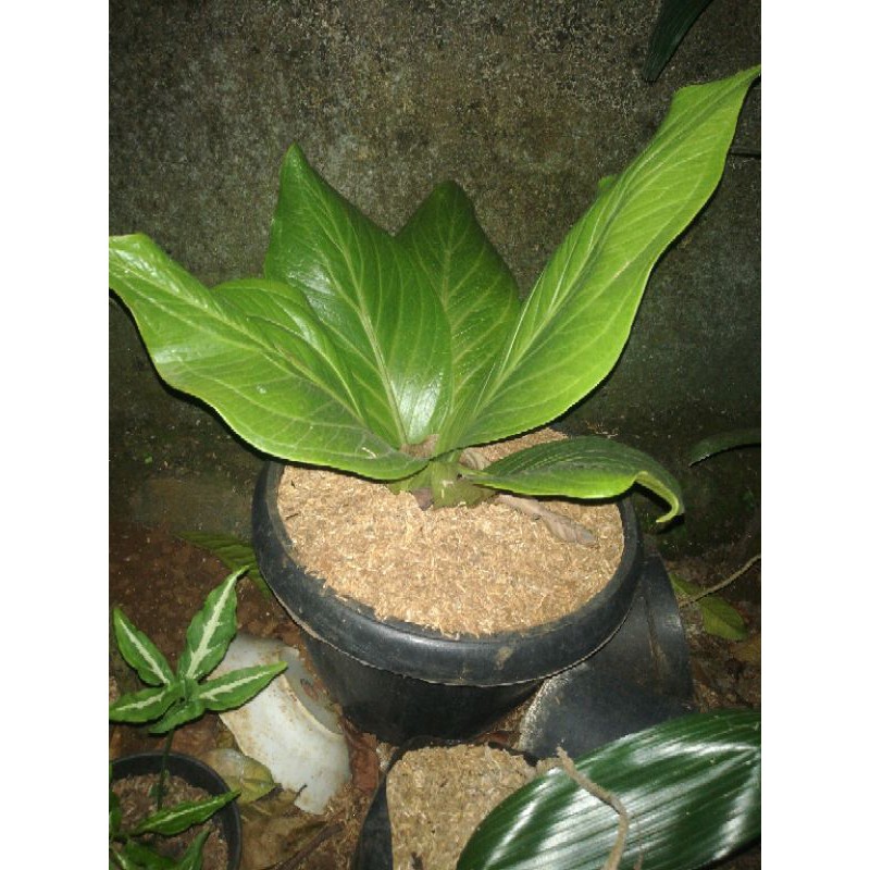 READY STOK tanaman hias anthurium jemani cobra dewasa