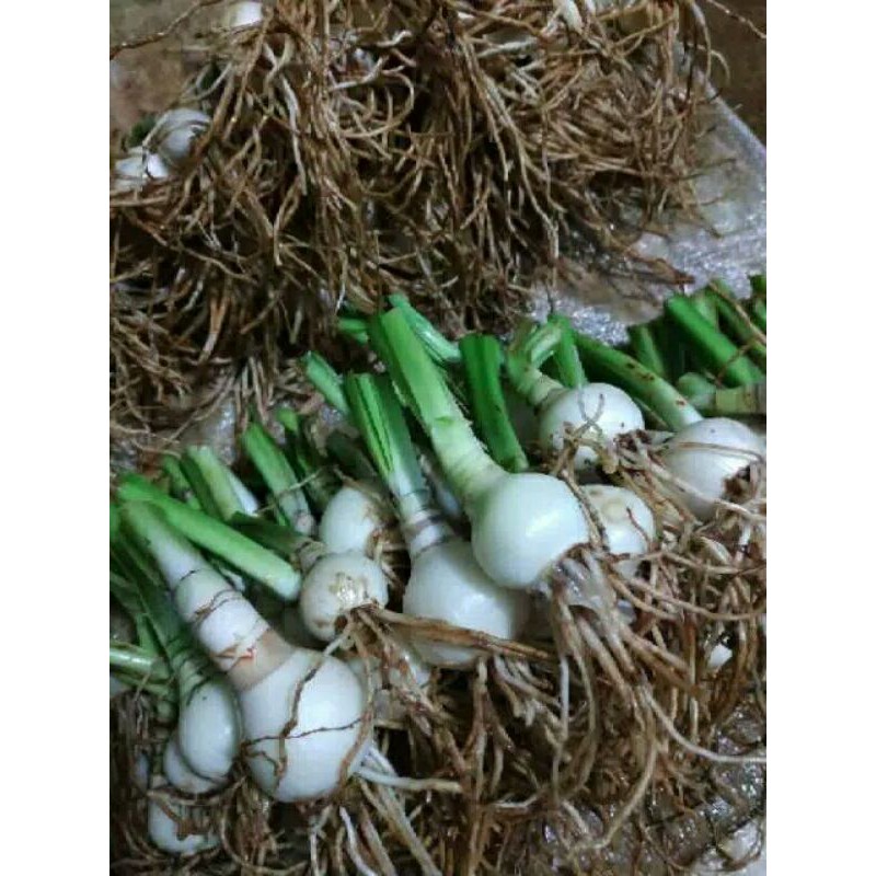 umbi amarilis/umbi bunga amarilis/bunga bakung