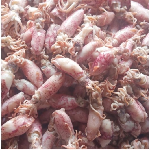 

CUMI ASIN BEBY 1 KG / 1 SAMPAI 4 CM / CUMI ASIN REBUS/ CUMI ASIN KECIL