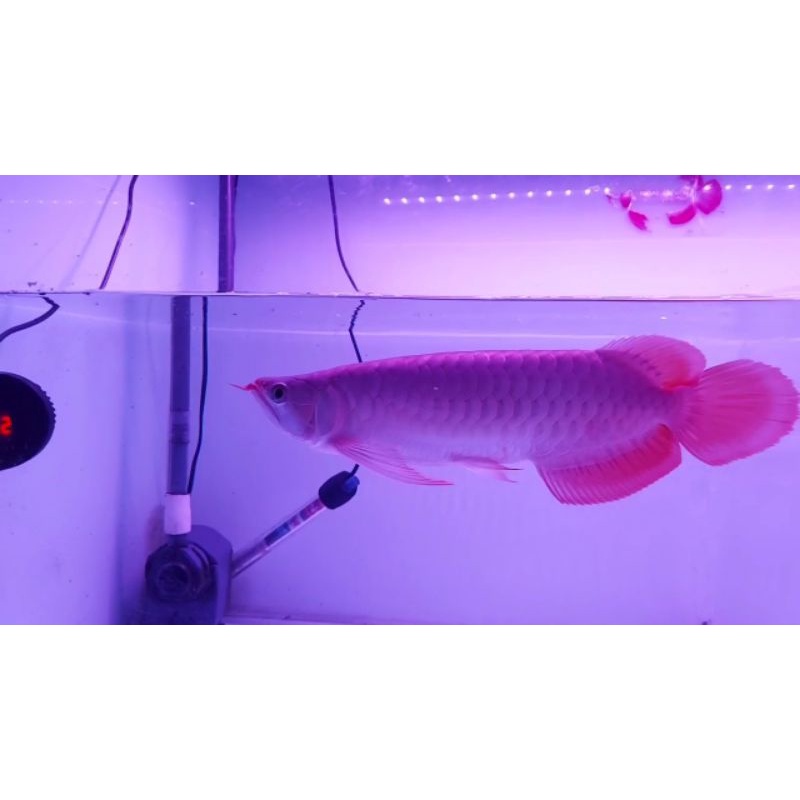 ikan hias arwana super red spek kepalasendok