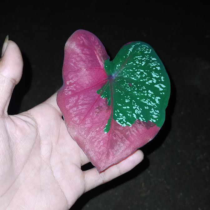 Tanaman Keladi Baret Merah | Tanaman Hias Caladium Keladi Baret